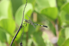 Orthetrum sabina