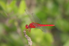 Crocothemis servilia