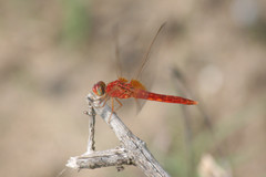 Crocothemis servilia