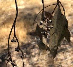Eucalyptus microcarpa