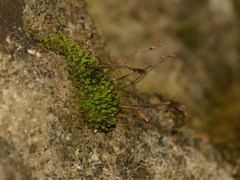 Tortula porteri