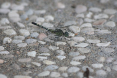 Diplacodes trivialis