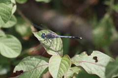 Diplacodes trivialis