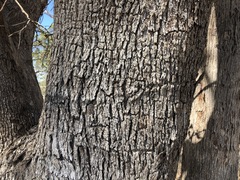 Eucalyptus microcarpa