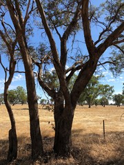 Eucalyptus microcarpa