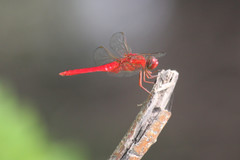 Crocothemis servilia