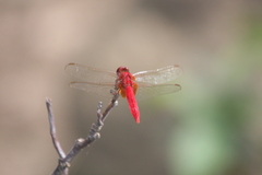 Crocothemis servilia