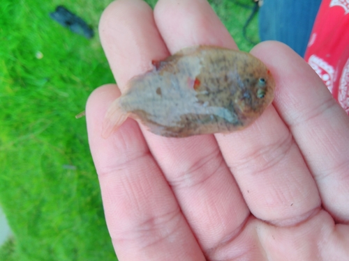 Yellowtail sole (Trinectes xanthurus) — Achiridae — 4