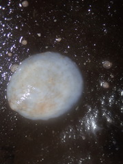 Crepipatella lingulata