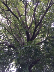 Brachychiton