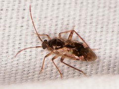 Eustictus