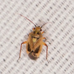 Polymerus