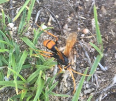 Cryptocheilus australis