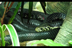 Black and White Cobra photo 1