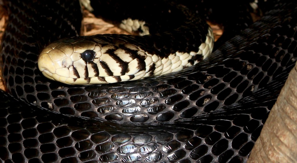 Forest Cobra (Naja melanoleuca) · iNaturalist United Kingdom