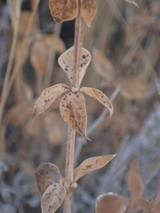 Galium multiflorum