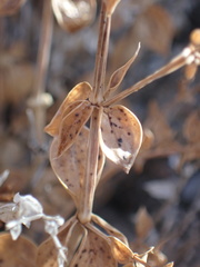 Galium multiflorum