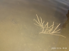 Pseudopterogorgia
