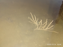 Pseudopterogorgia