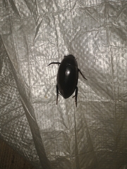 Hydrophilus insularis