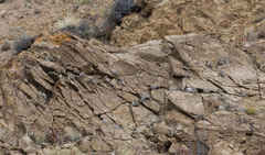 Bucanetes mongolicus