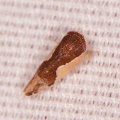 Norvellina pulchella