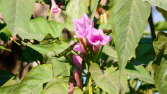Ipomoea carnea fistulosa