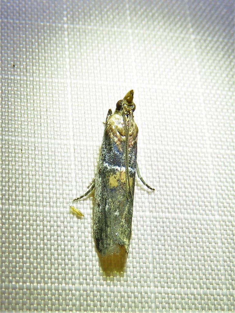 Honora mellinella