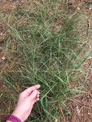 Digitaria villosa
