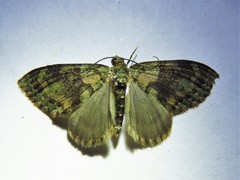 Hammaptera parinotata