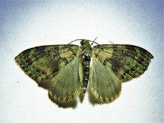 Hammaptera parinotata