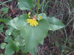 Goodenia grandiflora
