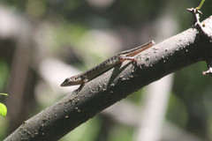 Sphenomorphus melanopogon