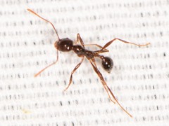 Pheidole rhea