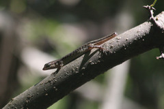 Sphenomorphus melanopogon