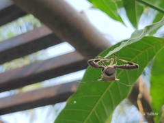 Trematocoris lobipes