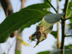 Trematocoris lobipes