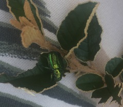 Diphucephala colaspidoides