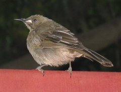 Stomiopera unicolor