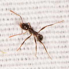 Pheidole rhea