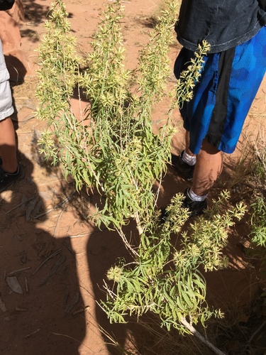 Brickellia longifolia var. longifolia