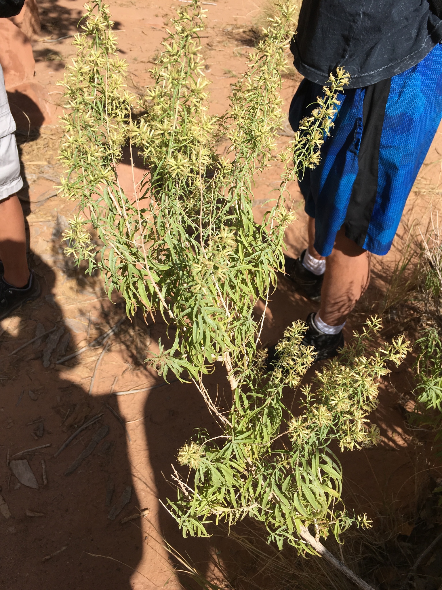 Brickellia longifolia var. longifolia