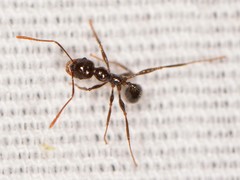 Pheidole rhea