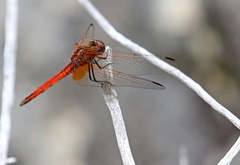Trithemis pluvialis