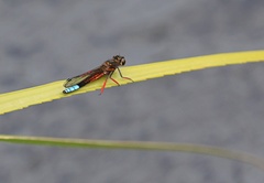 Platycypha fitzsimonsi