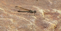 Platycypha fitzsimonsi