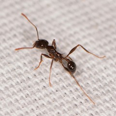 Pheidole rhea