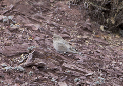 Bucanetes mongolicus