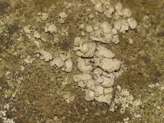 Dermatocarpon muhlenbergii