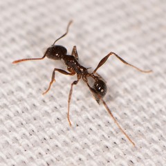 Pheidole rhea